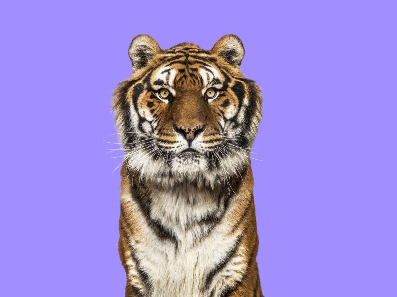 Head shot of a Tiger looking at the camera on a purple background