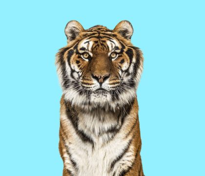 Tiger looking at the camera on a blue background